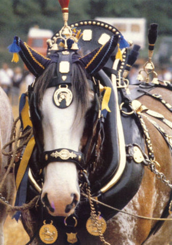 VINTAGE BRASS HORSE Horseshoe HARNESS MEDALLION BRIDLE ORNAMENT