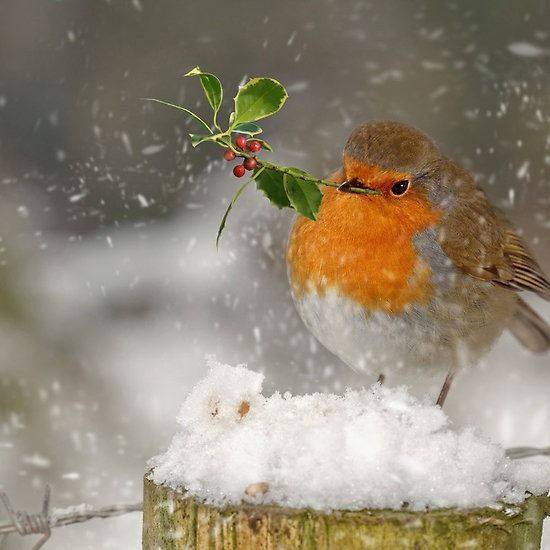 Christmas Greetings