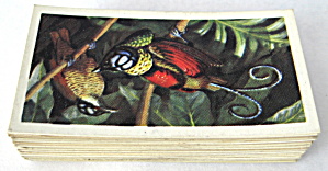 Tea Card Set Tropical Birds Brooke Bond P G Tips (Image1)