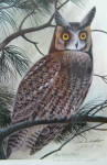 Click to view larger image of Print John Ruthven Long Eared Owl Framed Double Signed (Image2)